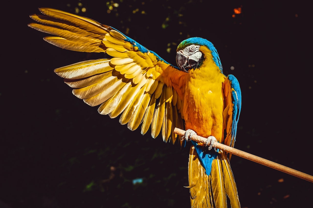 Beautiful Bird Awards: 9 Reasons Why They Don’t Work & What You Can Do About It Beautiful Bird Awards: 9 Reasons Why They Don’t Work & What You Can Do About It